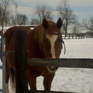 Meet your Posher, Joyce